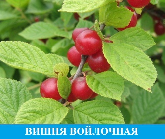 Гибрид вишни и черешни "Чудо вишня" Мичуринские саженцы сорт описание ...
